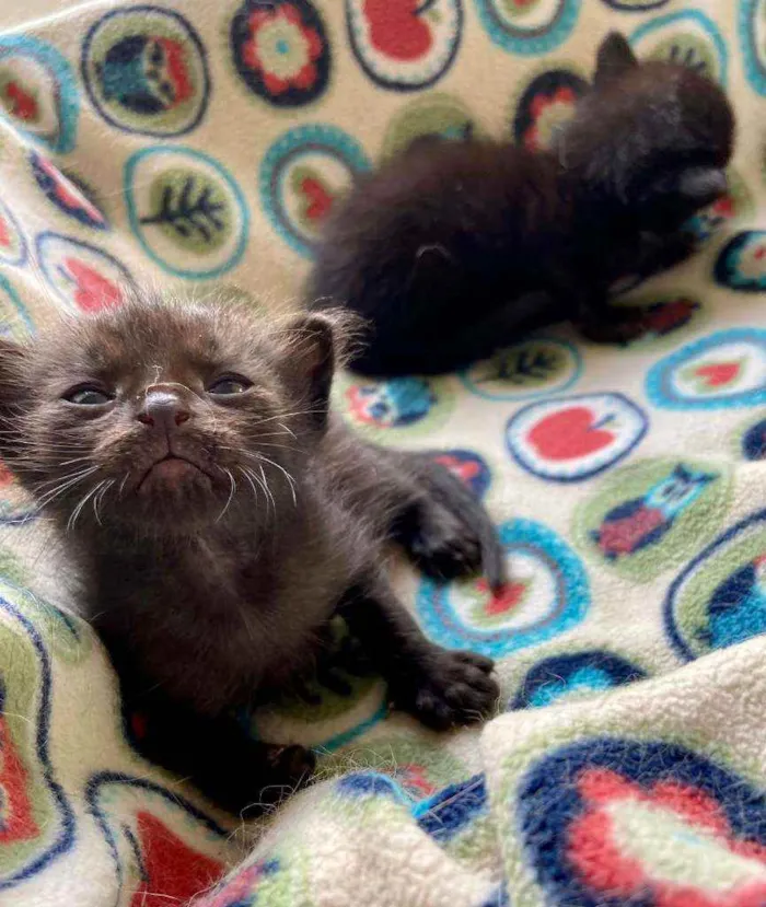 Gato ra a SRD idade Abaixo de 2 meses nome Bebês cientistas