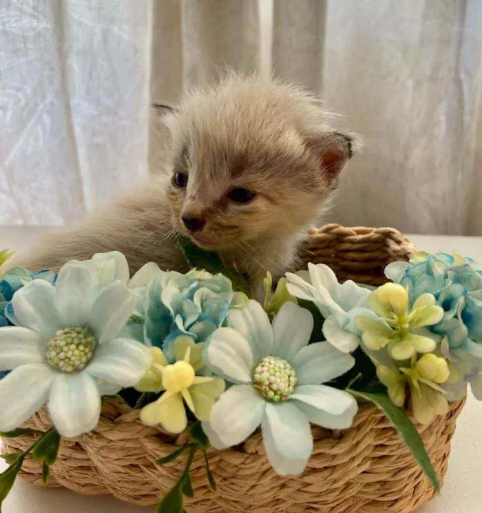 Gato ra a SRD idade Abaixo de 2 meses nome Bebês cientistas
