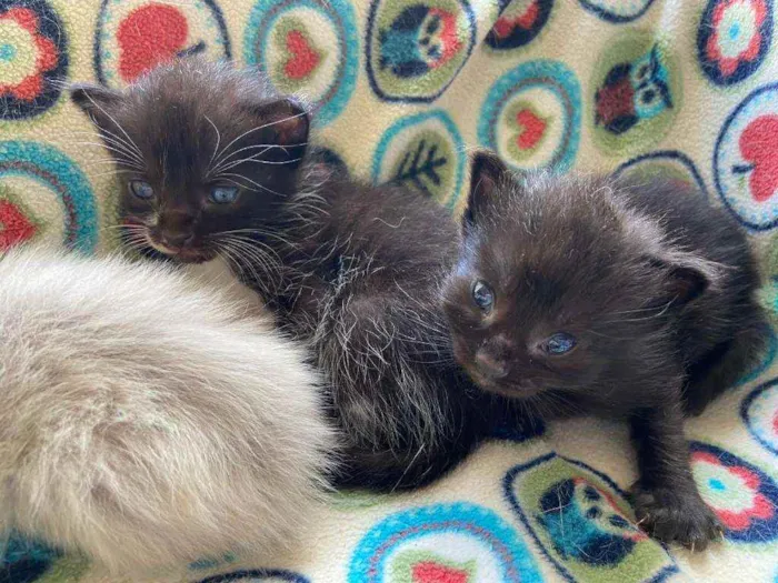Gato ra a SRD idade Abaixo de 2 meses nome Bebês cientistas