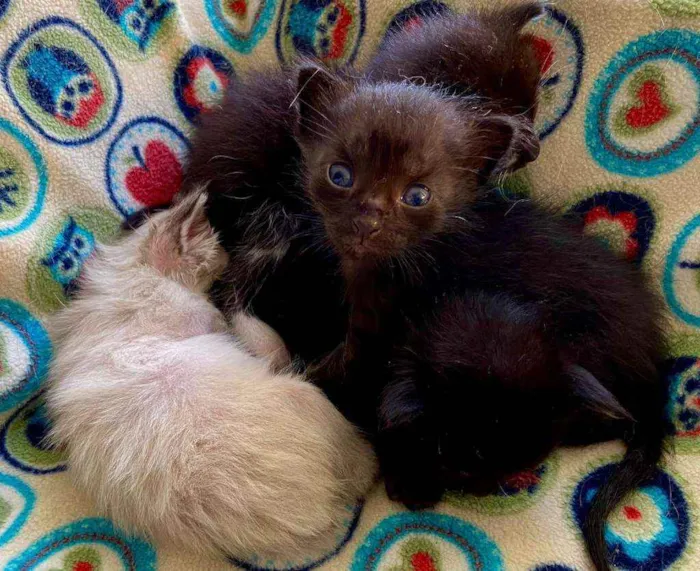 Gato ra a SRD idade Abaixo de 2 meses nome Bebês cientistas
