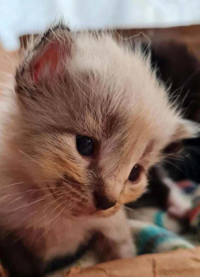 Gato ra a SRD idade Abaixo de 2 meses nome Bebês cientistas