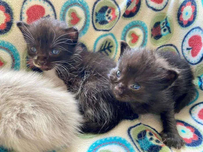 Gato ra a SRD idade Abaixo de 2 meses nome Bebês cientistas