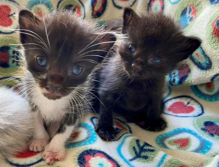 Gato ra a SRD idade Abaixo de 2 meses nome Bebês cientistas