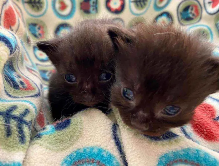 Gato ra a SRD idade Abaixo de 2 meses nome Bebês cientistas