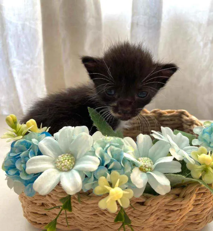 Gato ra a SRD idade Abaixo de 2 meses nome Bebês cientistas