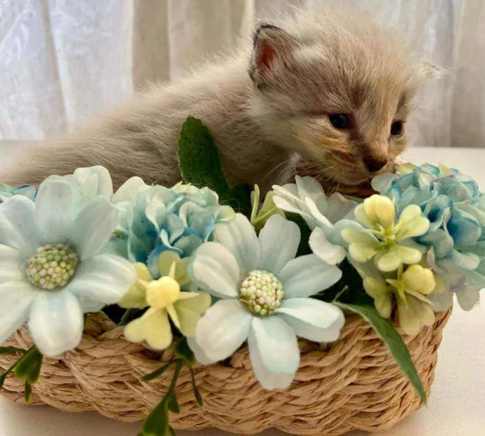 Gato ra a SRD idade Abaixo de 2 meses nome Bebês cientistas