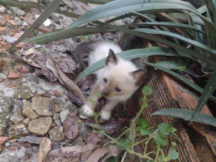 Gato ra a Vira lata idade 2 a 6 meses nome Branquinhos