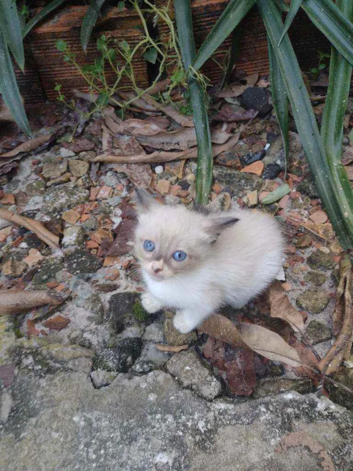 Gato ra a Vira lata idade 2 a 6 meses nome Branquinhos