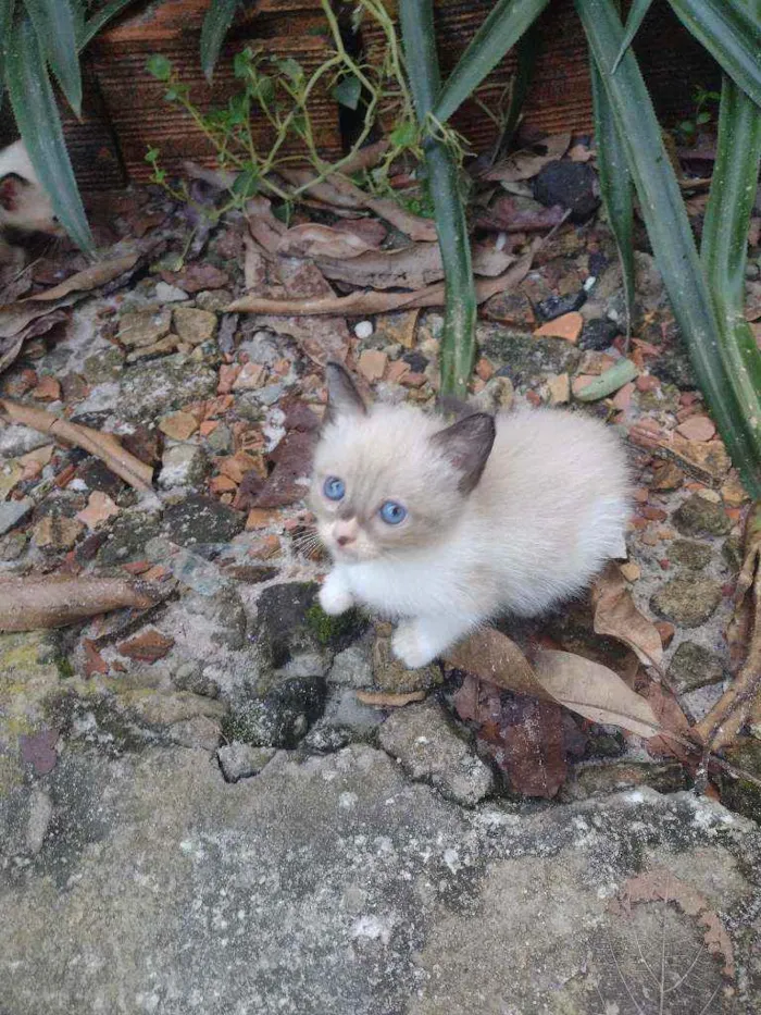 Gato ra a Vira lata idade 2 a 6 meses nome Branquinhos