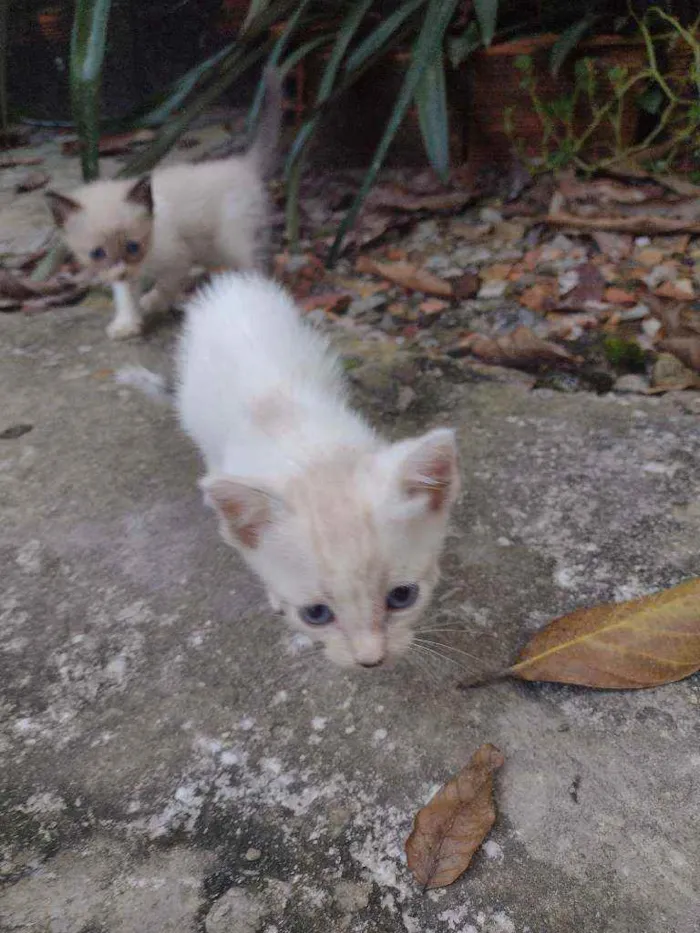 Gato ra a Vira lata idade 2 a 6 meses nome Branquinhos