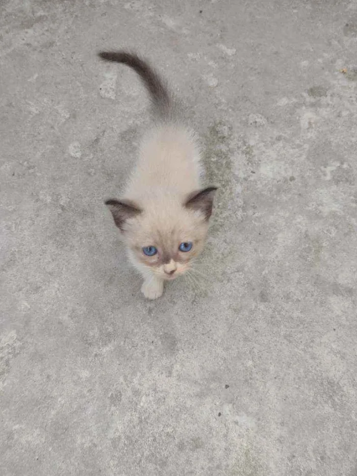 Gato ra a Vira lata idade 2 a 6 meses nome Branquinhos