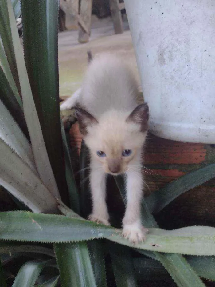 Gato ra a Vira lata idade 2 a 6 meses nome Branquinhos