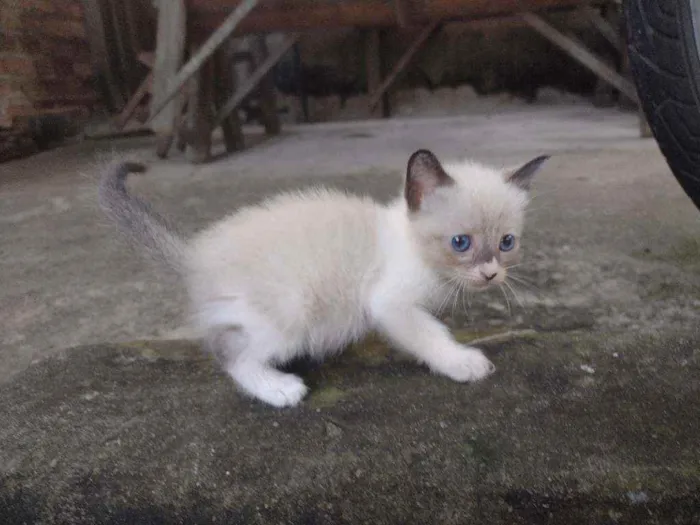 Gato ra a Vira lata idade 2 a 6 meses nome Branquinhos