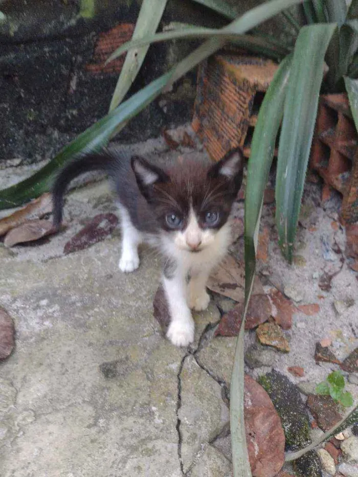 Gato ra a Vira lata idade 2 a 6 meses nome Branquinhos