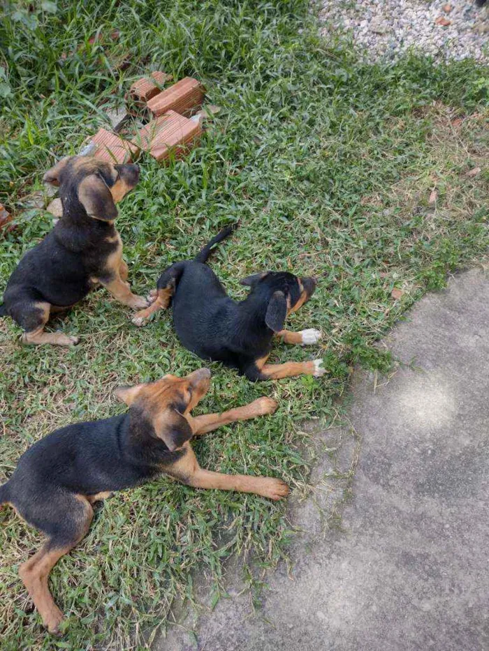 Cachorro ra a Srd idade 2 a 6 meses nome Mesinha