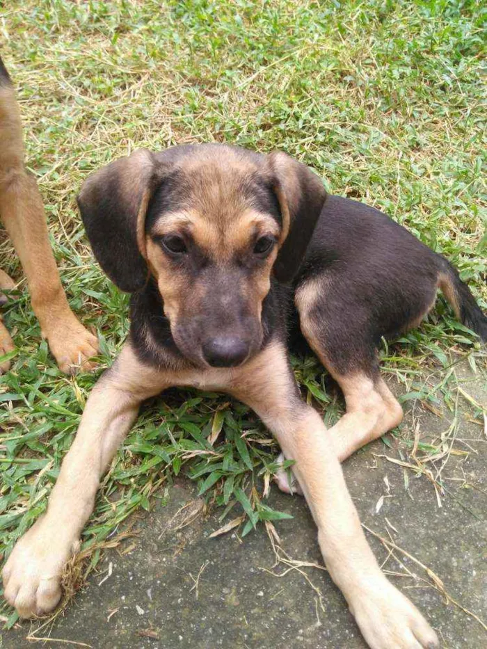 Cachorro ra a Srd idade 2 a 6 meses nome Mesinha