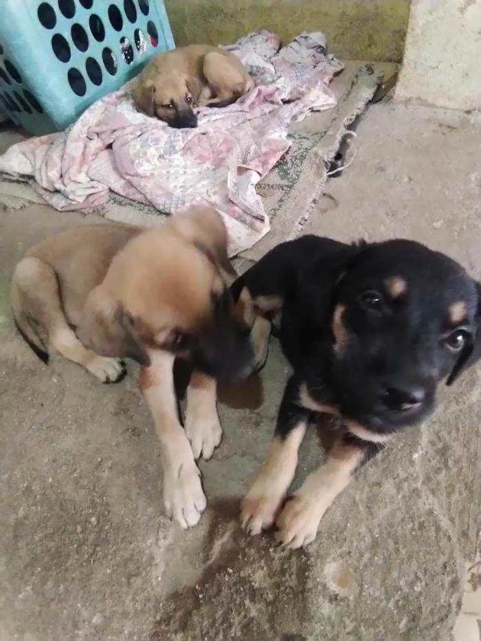 Cachorro ra a Não sei  idade Abaixo de 2 meses nome sem nome