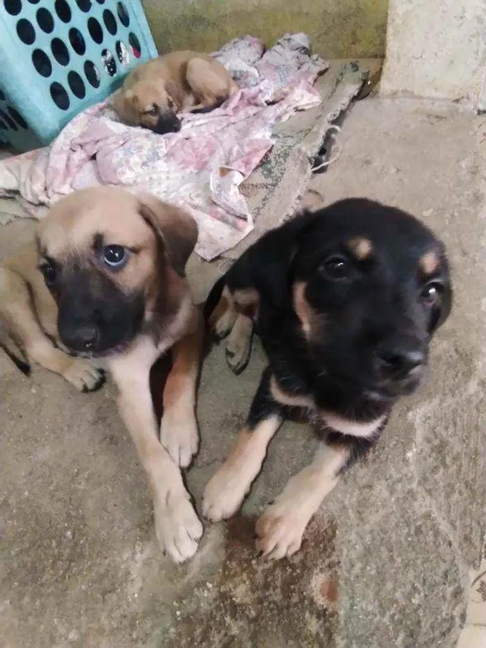 Cachorro ra a Não sei  idade Abaixo de 2 meses nome sem nome