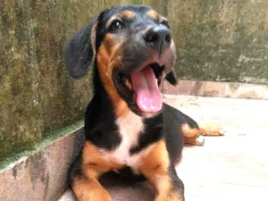 Cachorro raça Srd idade 2 a 6 meses nome Mesinha