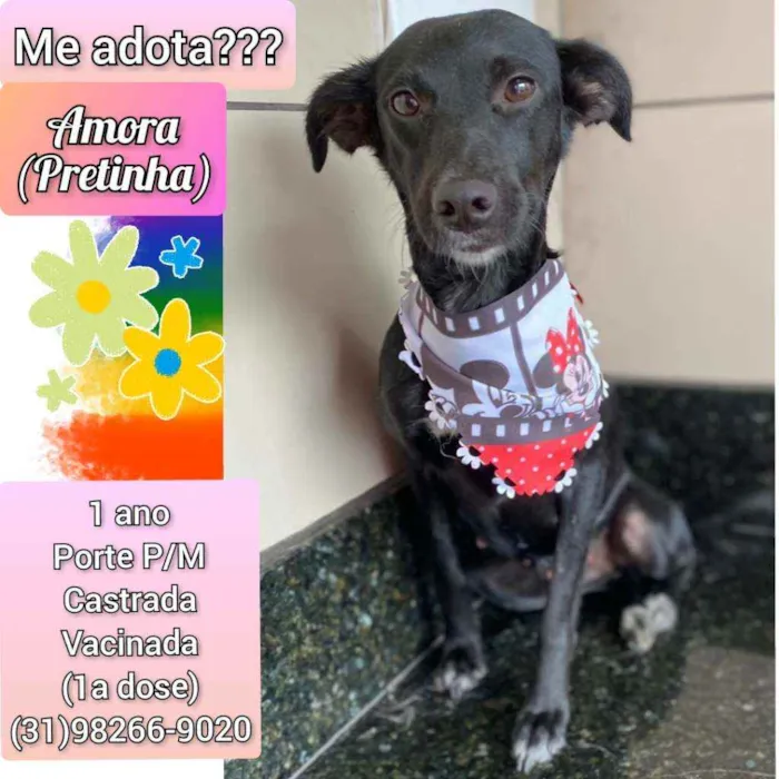Cachorro raça SRD idade 1 ano nome Amora