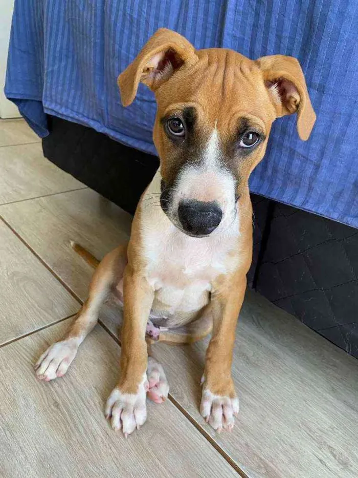 Cachorro ra a SRD idade 2 a 6 meses nome Rocky