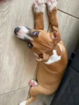Rocky
