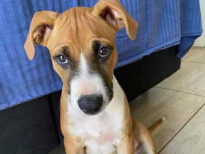 Cachorro raça SRD idade 2 a 6 meses nome Rocky