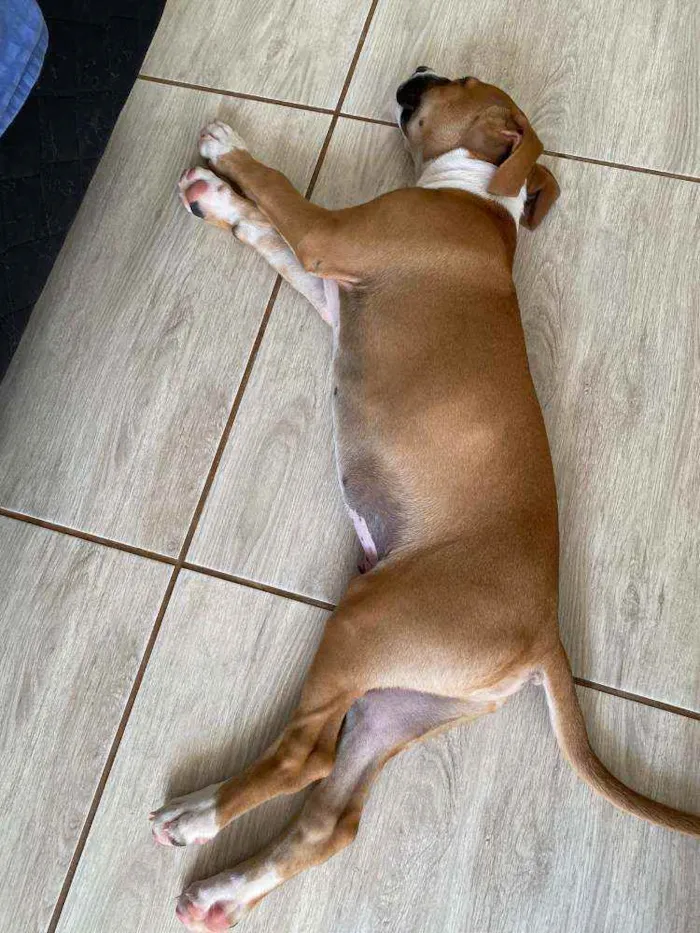 Cachorro ra a SRD idade 2 a 6 meses nome Rocky