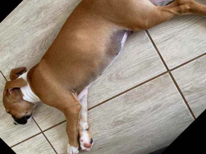 Cachorro ra a SRD idade 2 a 6 meses nome Rocky