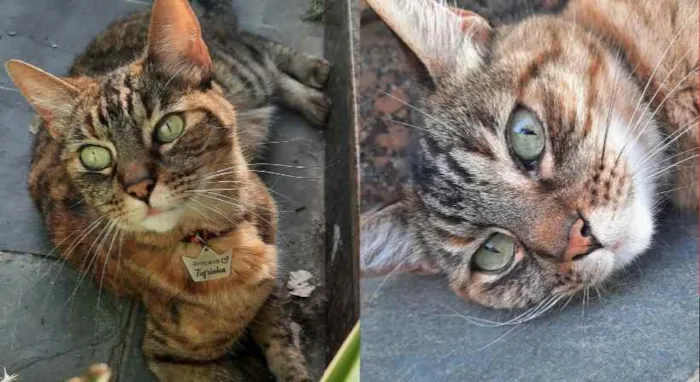 Gato raça SDR idade 6 ou mais anos nome Tigrinha