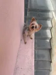 Marley