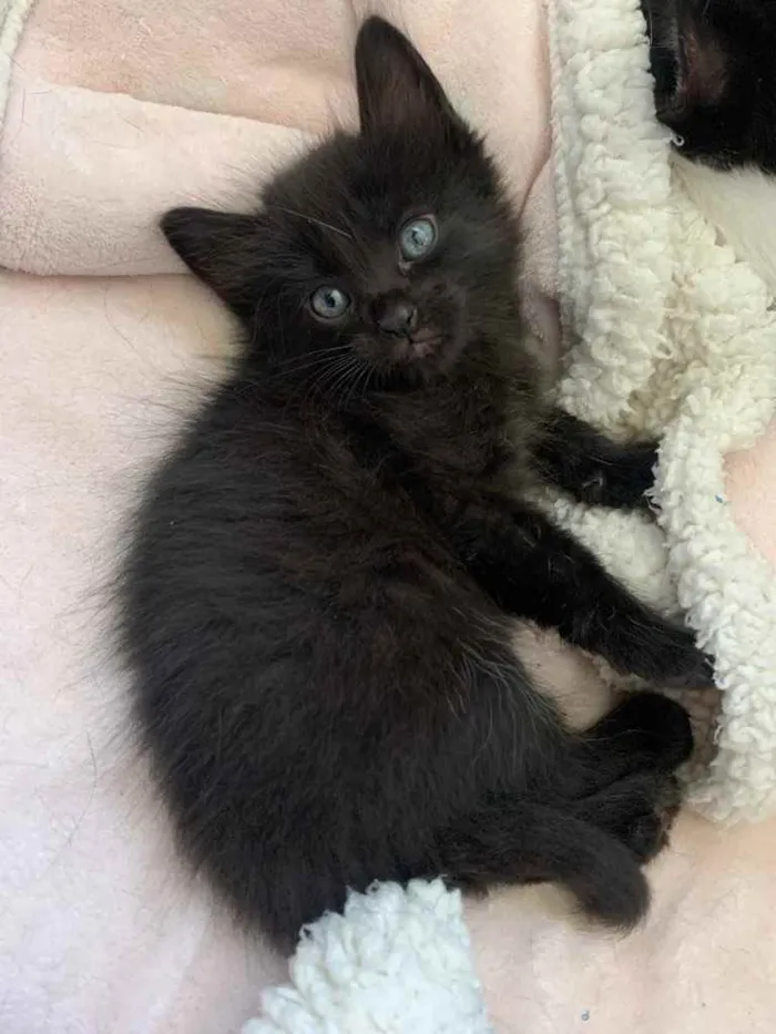 Gato ra a SRD idade Abaixo de 2 meses nome PINHÃO