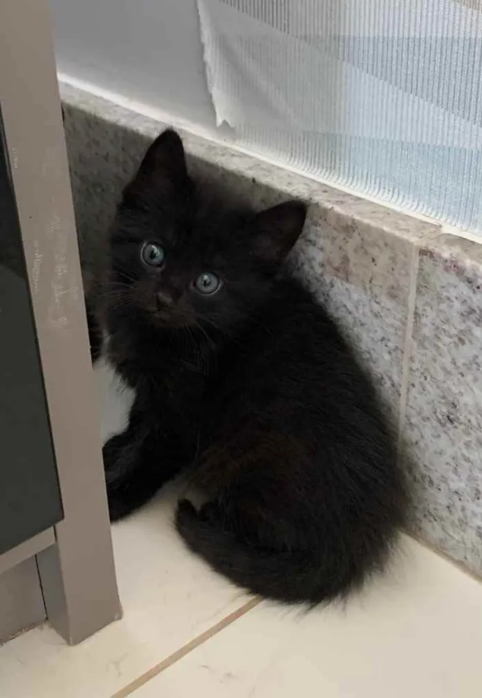 Gato ra a SRD idade Abaixo de 2 meses nome PINHÃO