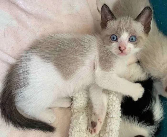 Gato ra a SRD idade Abaixo de 2 meses nome BAUNILHA
