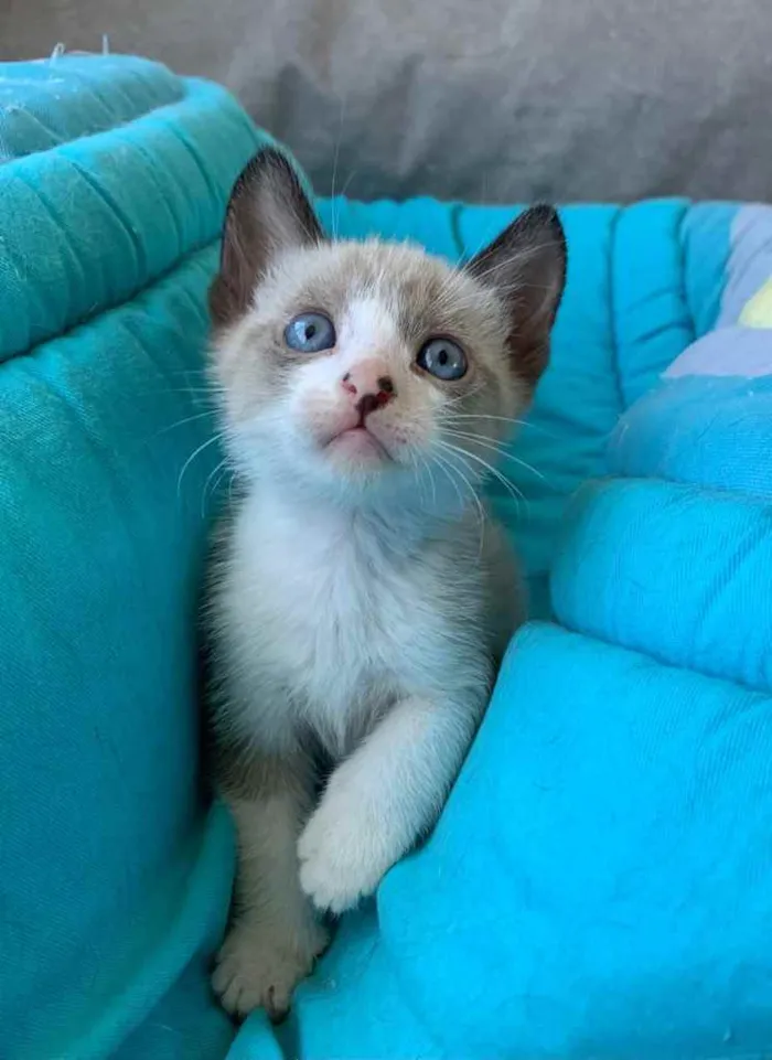 Gato ra a SRD idade Abaixo de 2 meses nome BAUNILHA