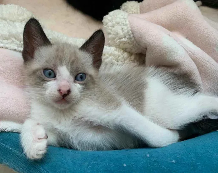 Gato ra a SRD idade Abaixo de 2 meses nome BAUNILHA