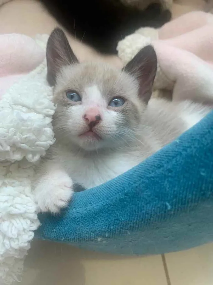 Gato ra a SRD idade Abaixo de 2 meses nome BAUNILHA