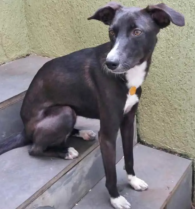 Cachorro raça SRD idade 1 ano nome HANNAH