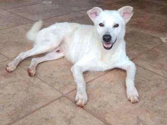 Cachorro ra a Sem raça definida idade  nome Não sabemos o nome