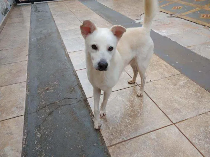 Cachorro ra a Sem raça definida idade  nome Não sabemos o nome
