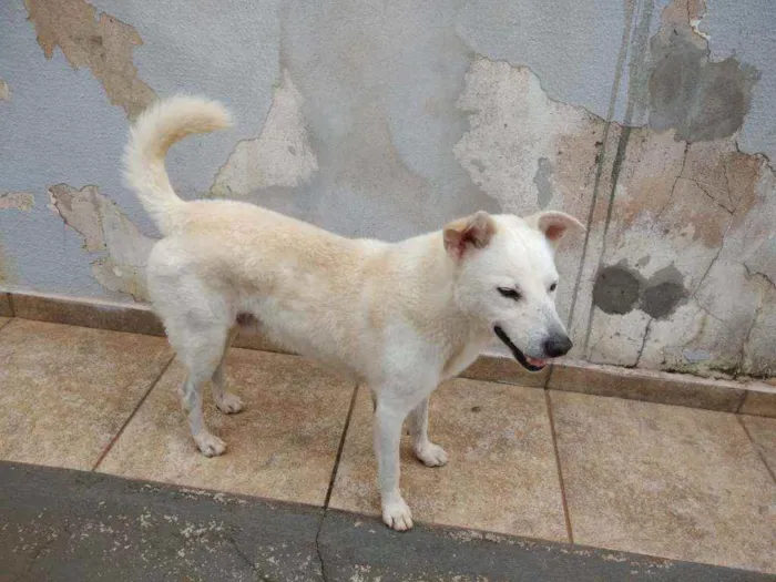 Cachorro ra a Sem raça definida idade  nome Não sabemos o nome