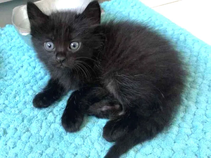 Gato ra a SRD idade Abaixo de 2 meses nome PINHÃO