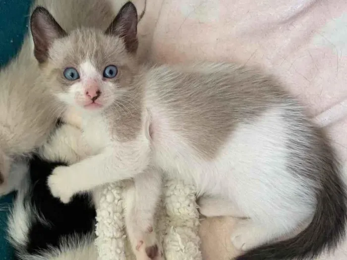 Gato ra a SRD idade Abaixo de 2 meses nome BAUNILHA