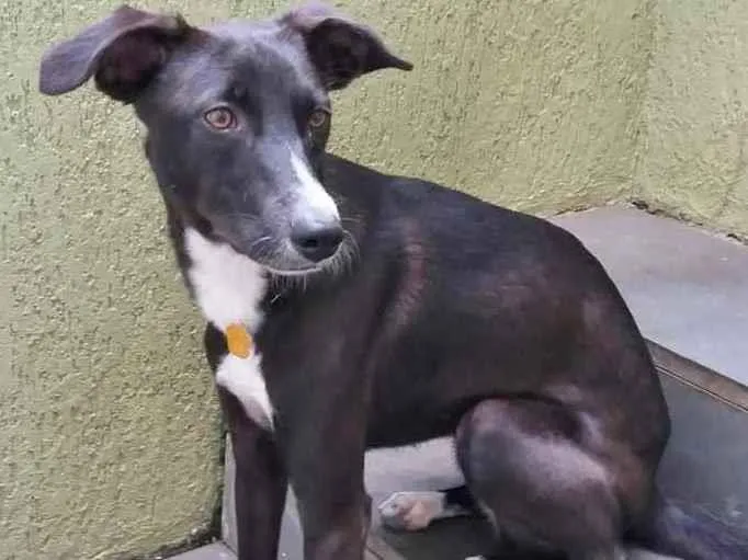 Cachorro raça SRD idade 1 ano nome HANNAH