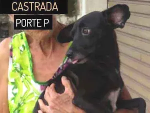 Cachorro raça SRD idade 3 anos nome MAGALI