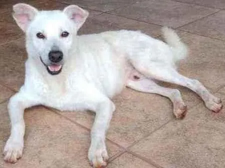 Cachorro ra a Sem raça definida idade  nome Não sabemos o nome
