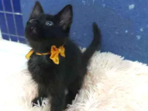 Gato raça Sem raça definida  idade 2 a 6 meses nome Turmalina 