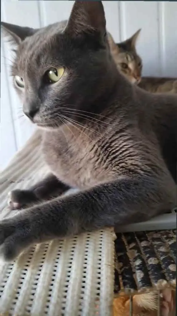 Gato ra a SRD idade 2 anos nome Thor