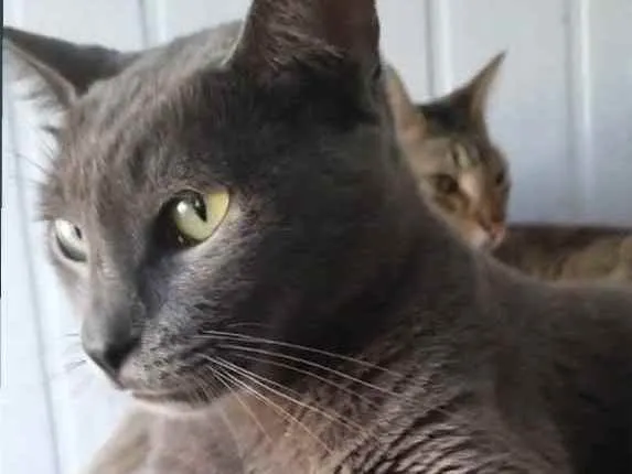 Gato ra a SRD idade 2 anos nome Thor