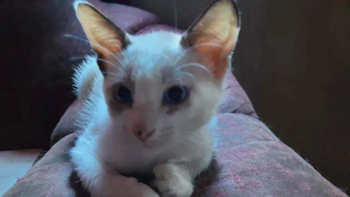 Gato ra a não sei ?? idade 2 a 6 meses nome Panny